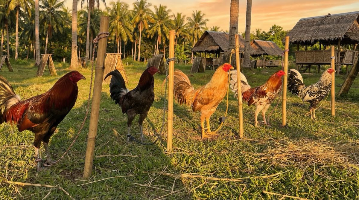 Gamefowl Bloodlines: Which Fits Your Sabong Style?