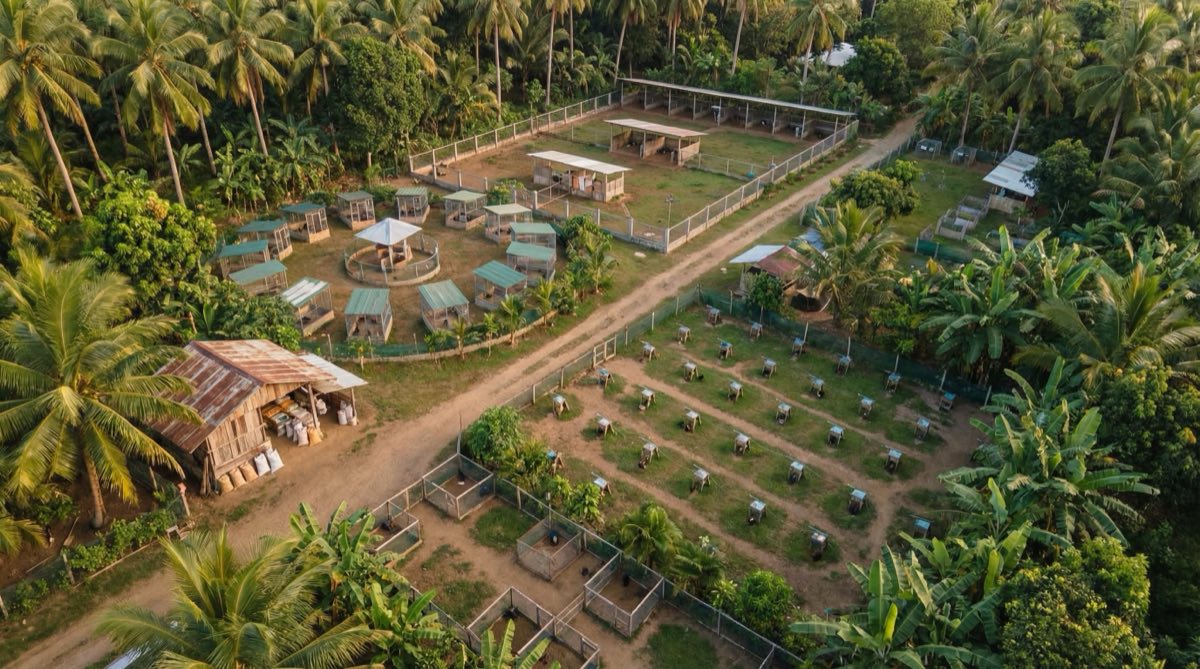 Gamefowl Farm Design and Layout Guide: Philippines
