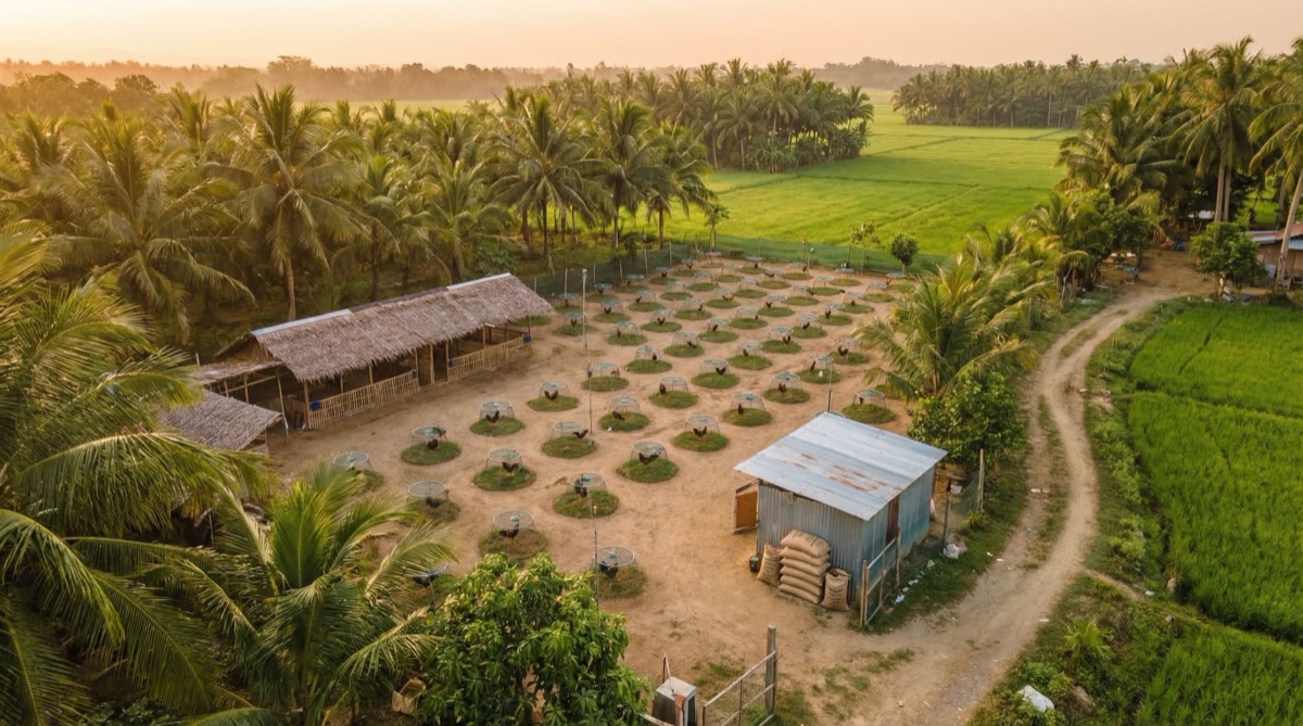 Is a Gamefowl Farm Profitable? Philippine ROI & Costs